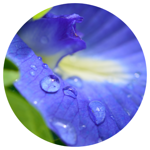 Butterfly pea